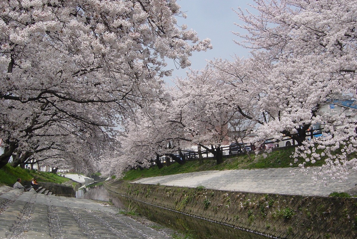 Nara Prefecture: Takada Senbonzakura Cherry Blossoms