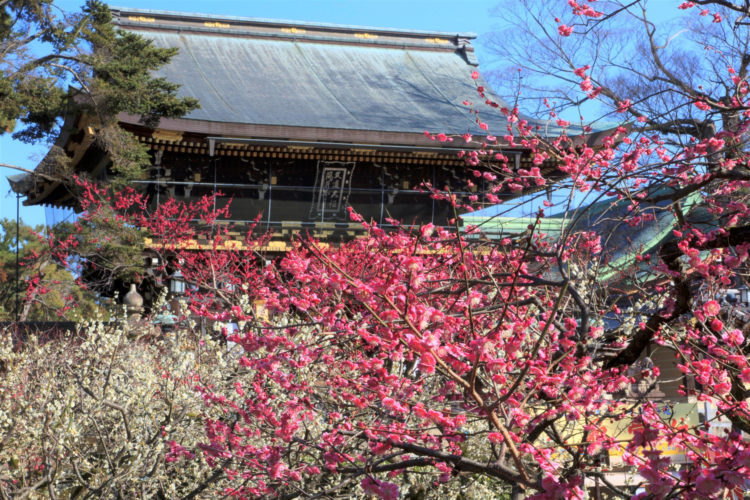 北野天滿宮 梅花祭