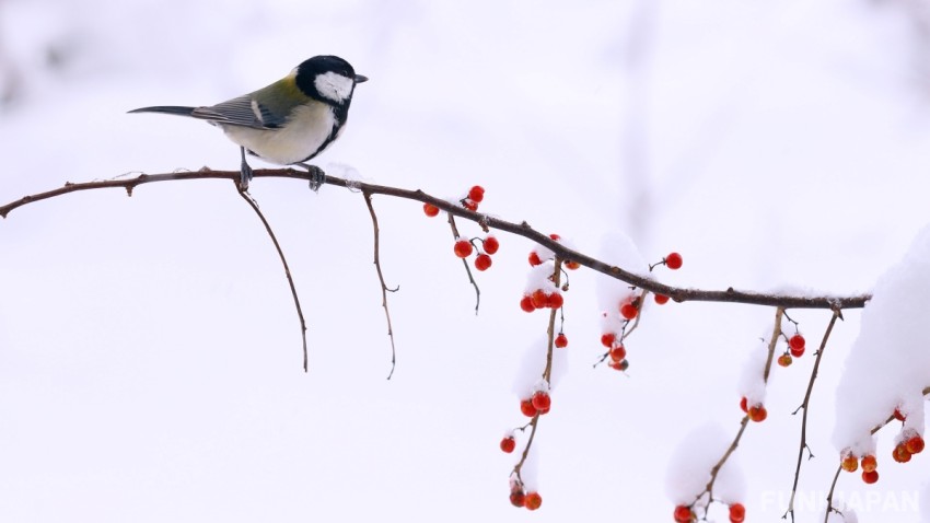 以「冬」為主題的季節性名字增加