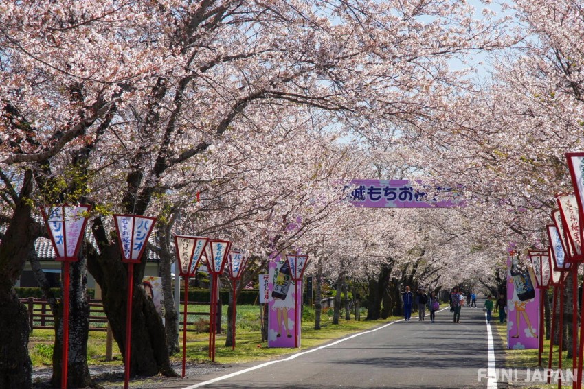 宮崎県 母智丘関之尾県立自然公園 桜