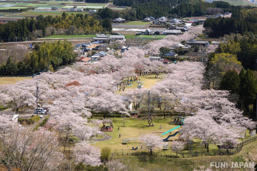 宮崎県 母智丘関之尾県立自然公園 桜