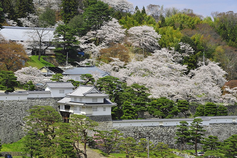 Nihonmatsu Castle, where Spring's cherry blossoms and Autumn's chrysanthemums are in full bloom