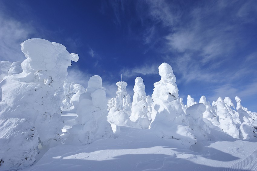 到志賀高原橫手山山頂的滑雪場欣賞雪怪「樹冰」