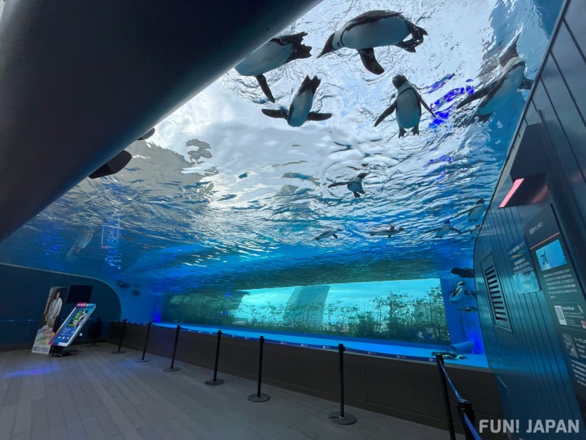 「サンシャイン水族館×GENERATIONS」のコラボイベント 「天空のペンギン」中務裕太さんがプロデュースした「True or Doubt」
