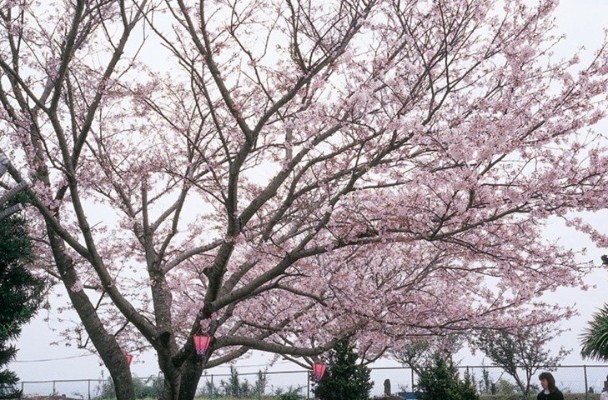 Nikmati Bunga Sakura Mekar Di Nagasaki