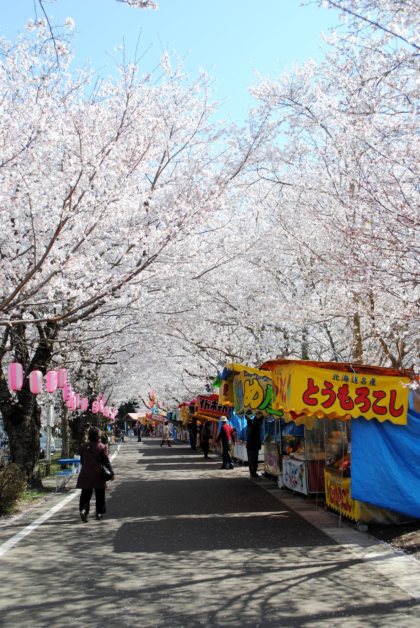 鹿兒島櫻花祭相關活動