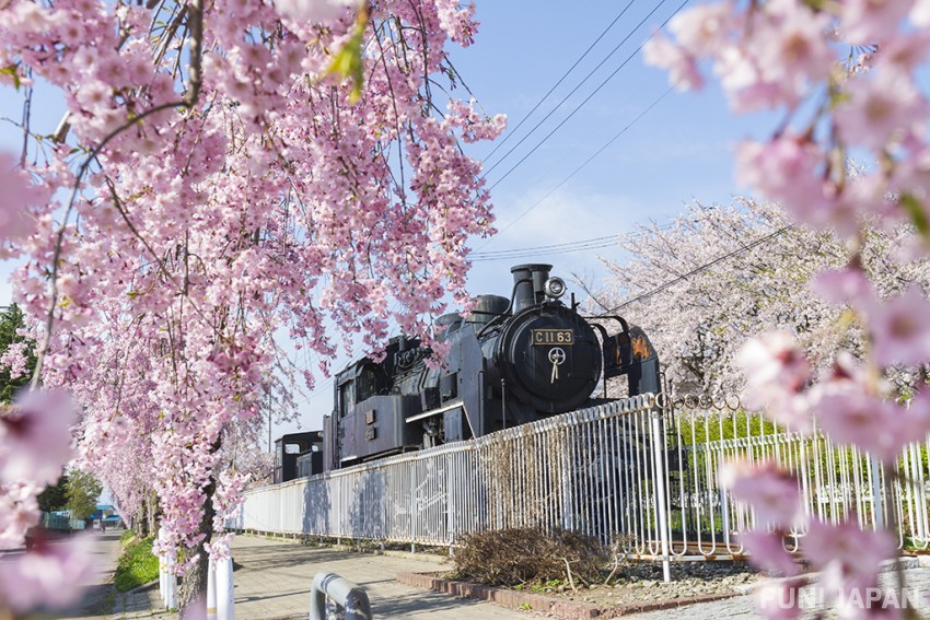 Fukushima Prefecture: Nicchu Line Weeping Cherry Blossoms