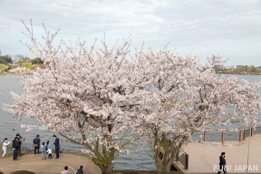 茨城県 偕楽園 桜