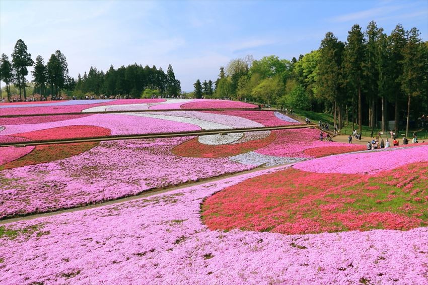 พรมดอกไม้สีชมพูที่สวนฮิตสึจิยามะในเมืองชิจิบุ จังหวัดไซตะมะ ญี่ปุ่น