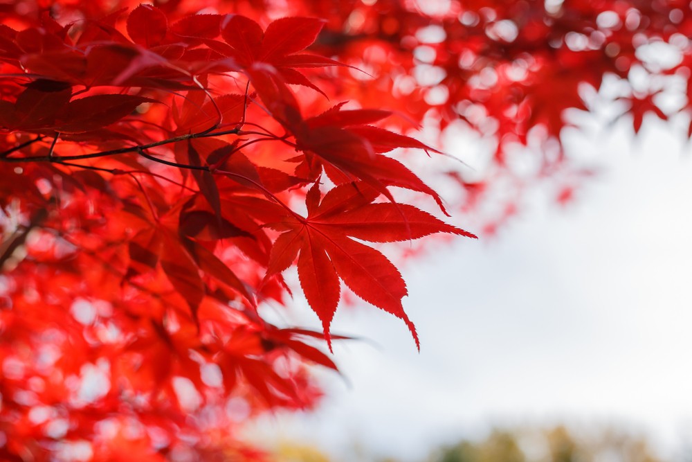 Interact with the Beauty of the Four Seasons of Nagano's Takato Castle Park