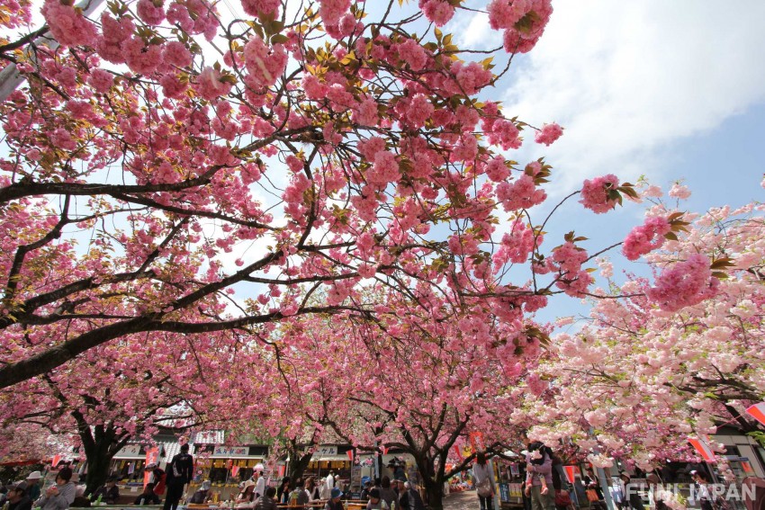 栃木県 天平の丘公園 桜