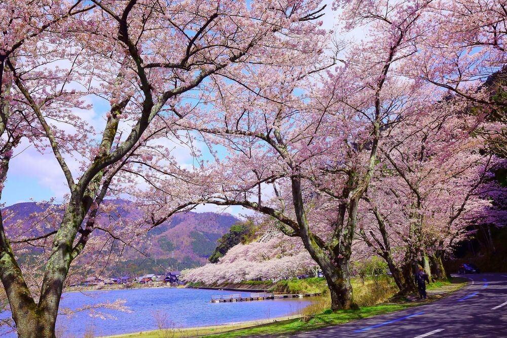 พื้นที่โคะไซและโคะโฮคุ: ธรรมชาติที่สวยงาม เช่น แนวต้นสนเมตาซีคัวญา