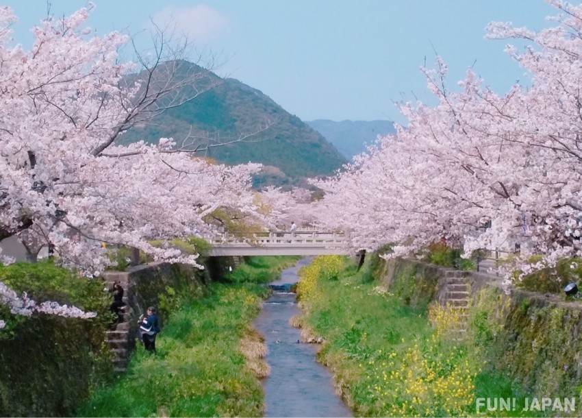(Yamaguchi City) Ichinosaka River: A famous place for cherry blossoms and fireflies in Yamaguchi Prefecture
