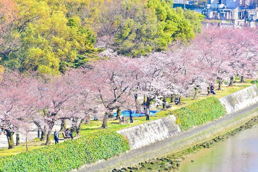廣島優雅的櫻花景觀