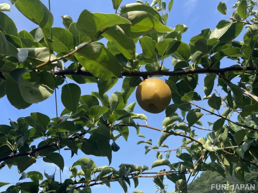 Sankouen: All-you-can-eat pear picking at the pear garden