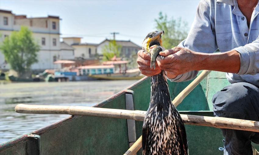 การจับปลาด้วยนกกาน้ำ (Cormorant Fishing : Ukai)