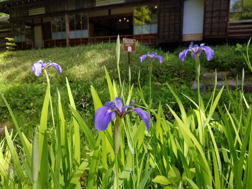 Seasonal Flowers of Nikko Tamozawa Imperial Villa