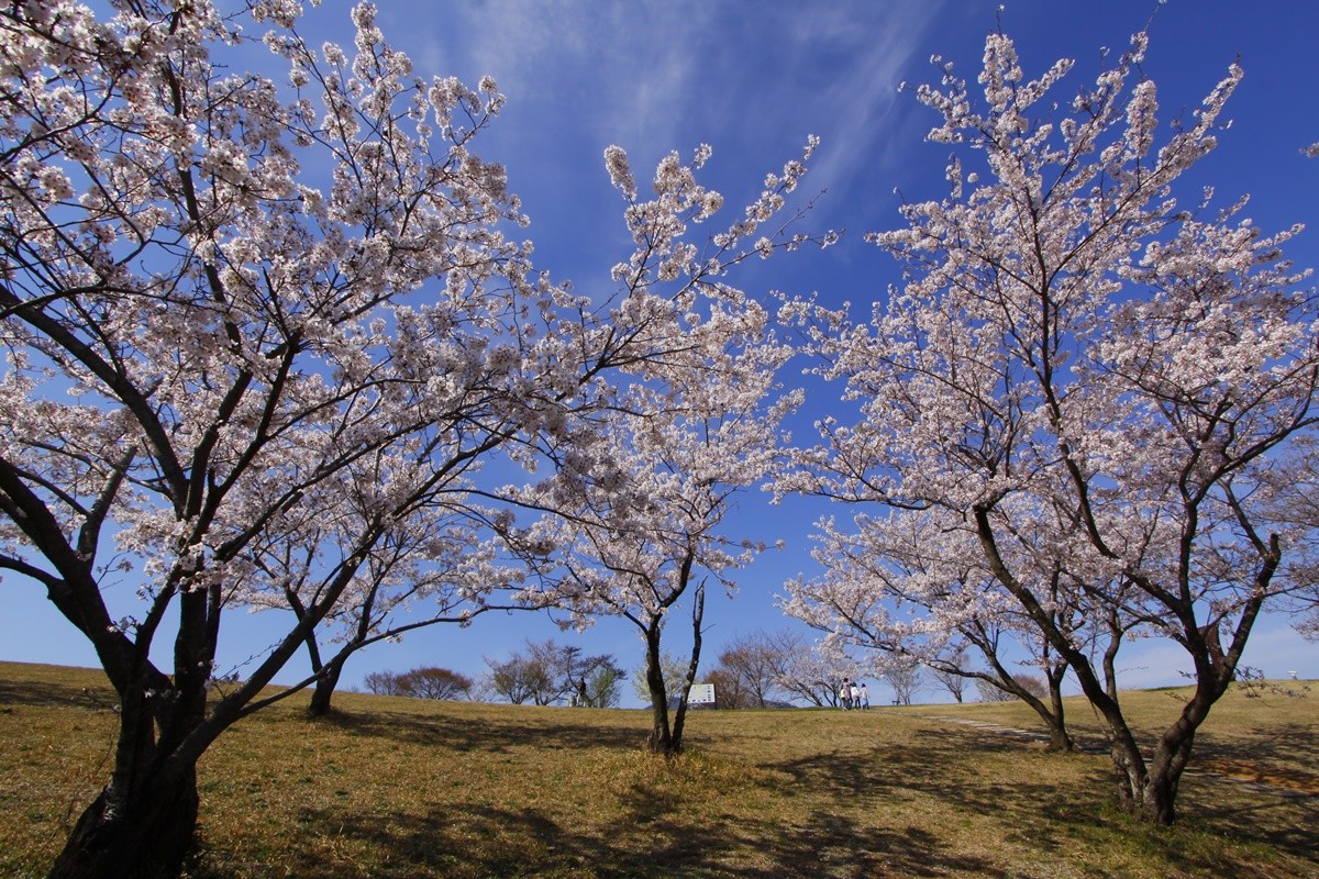 長崎和平公園的櫻花