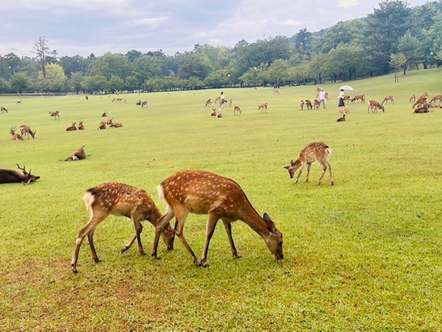 奈良公園