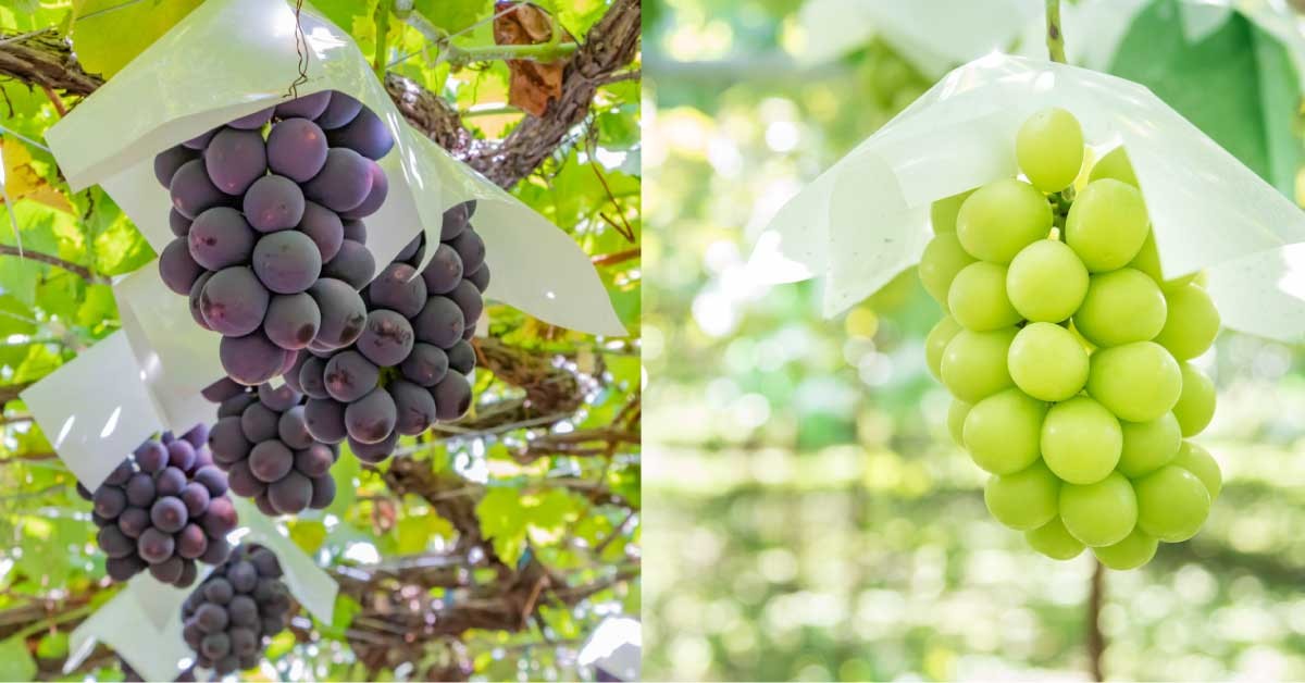 Japan Fruits Grapes