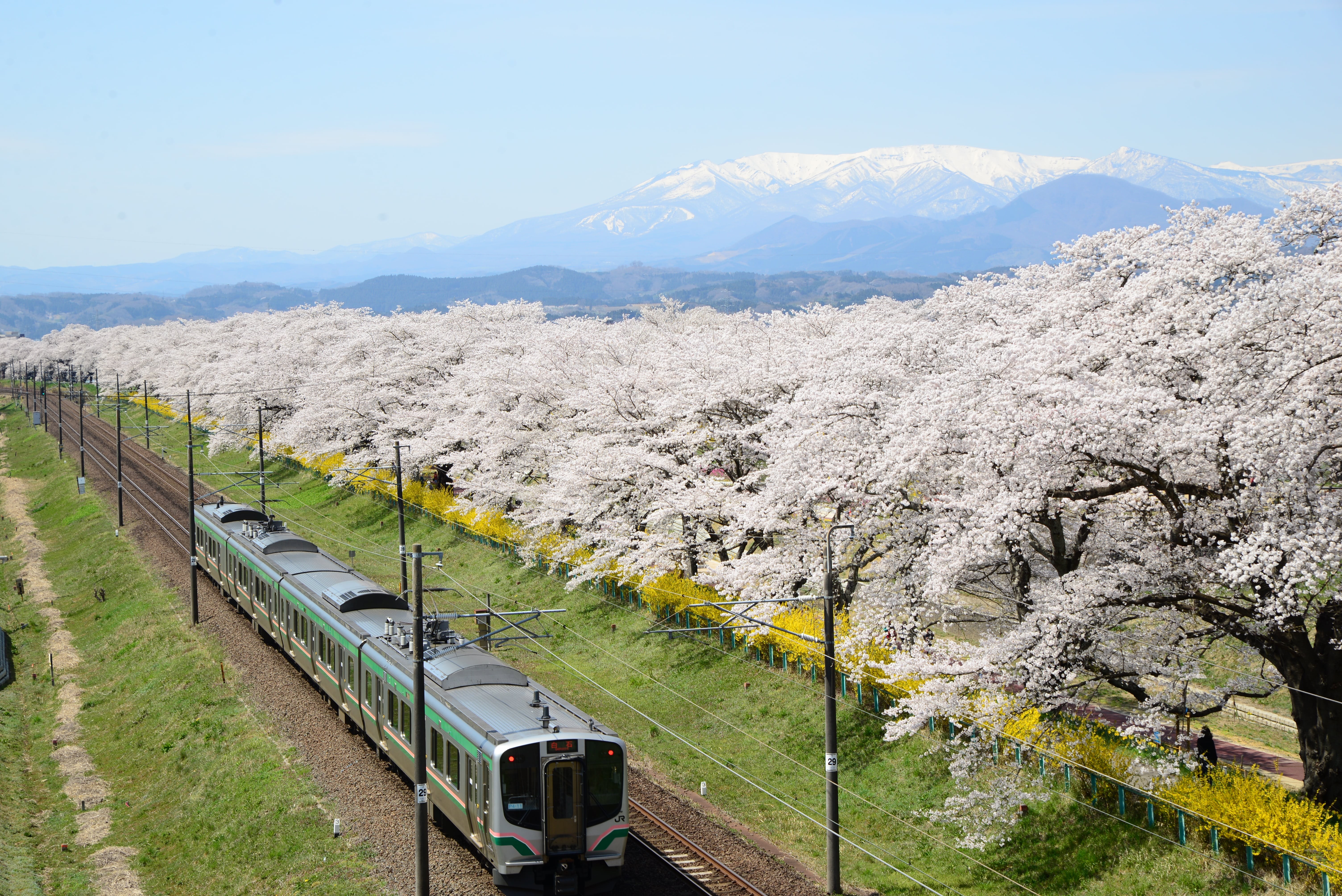 【Tohoku】Impressed by the beautiful cherry blossom trees