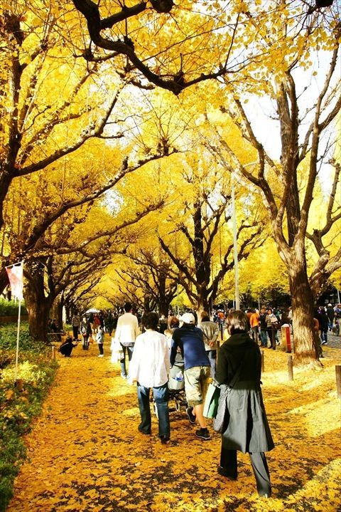 時光機的第二站：秋天的銀杏→東京