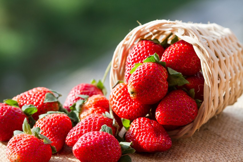 全日本產量第一的栃木縣草莓