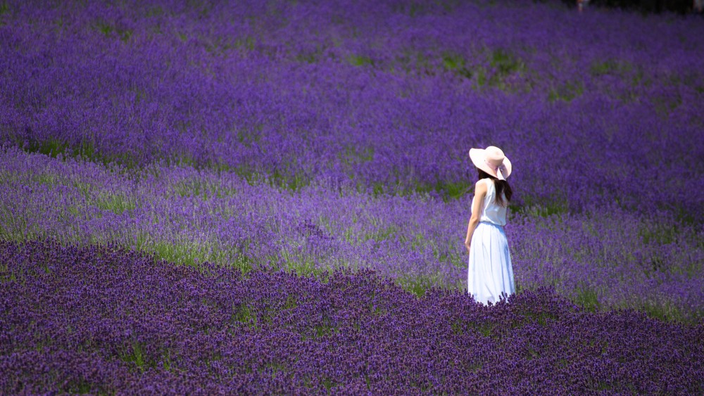 Hòa mình cảm nhận mùi hoa oải hương dịu dàng tại cánh đồng Furano, Hokkaido 