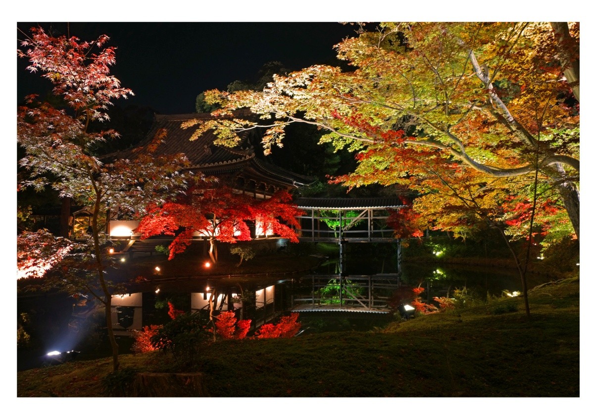 彩燈幻景下的京都高台寺