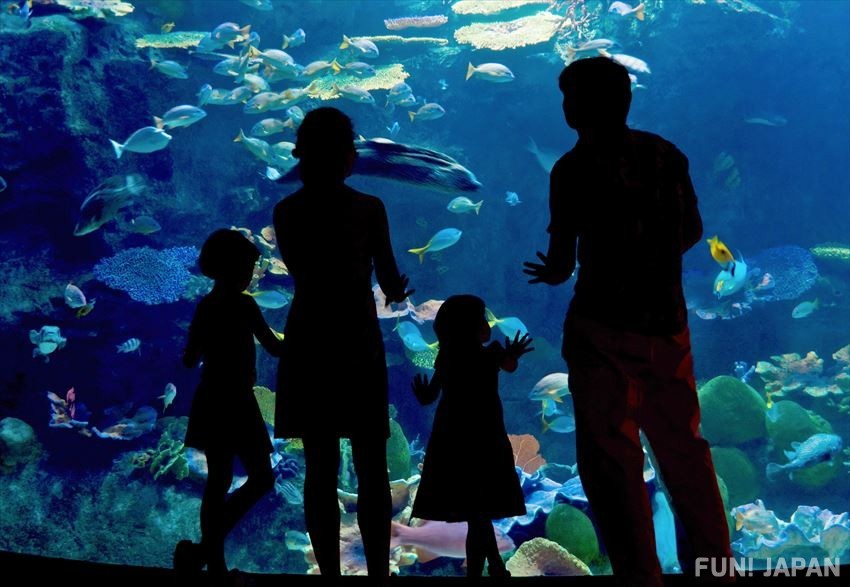 Enjoy Sumida Aquarium in a Spectacular Way!