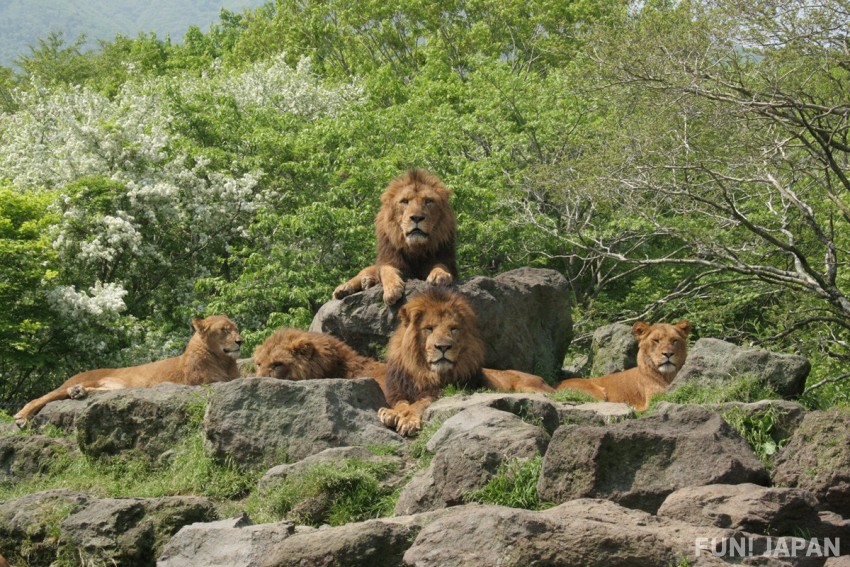 富士野生動物園 能近距離觀察及接觸野生動物