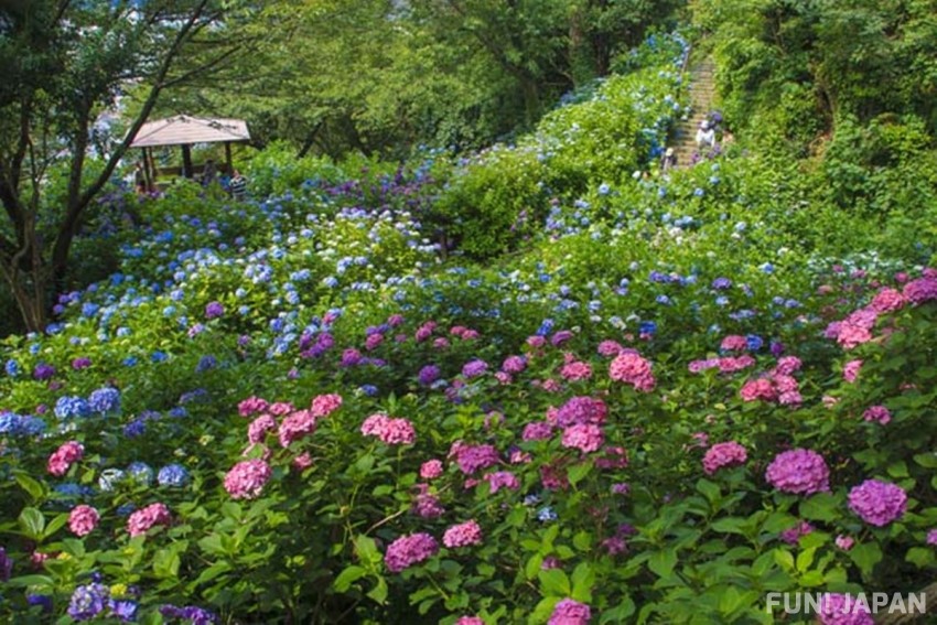 日本静岡縣「下田公園」欣賞當季盛開花卉