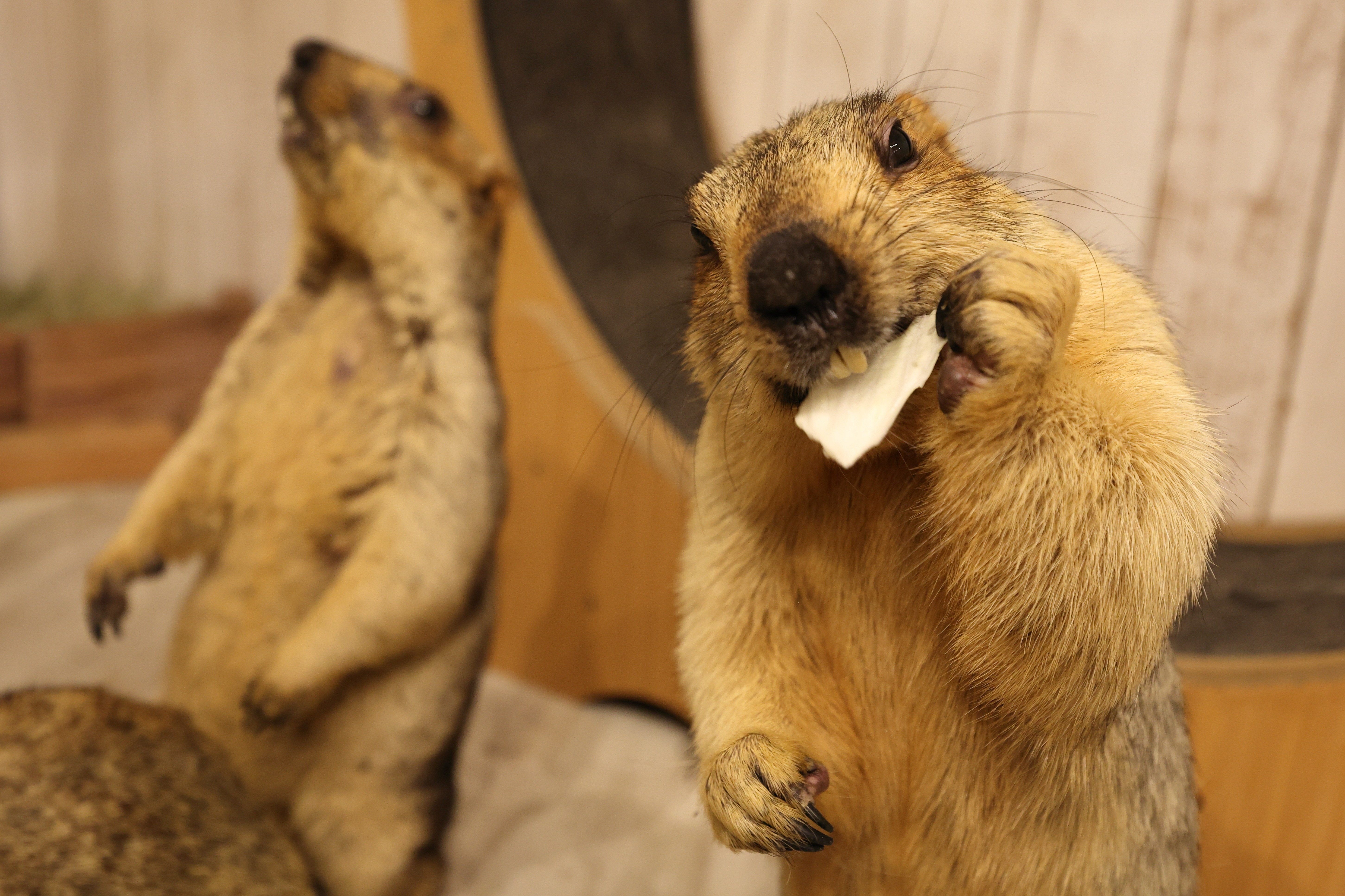 Marmot Café Marmot Village