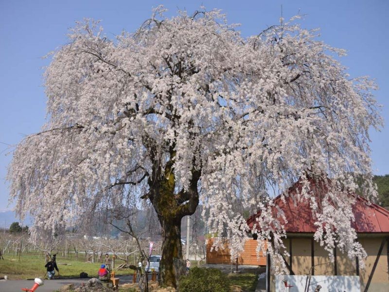 Nakashio's Weeping Cherry Blossom