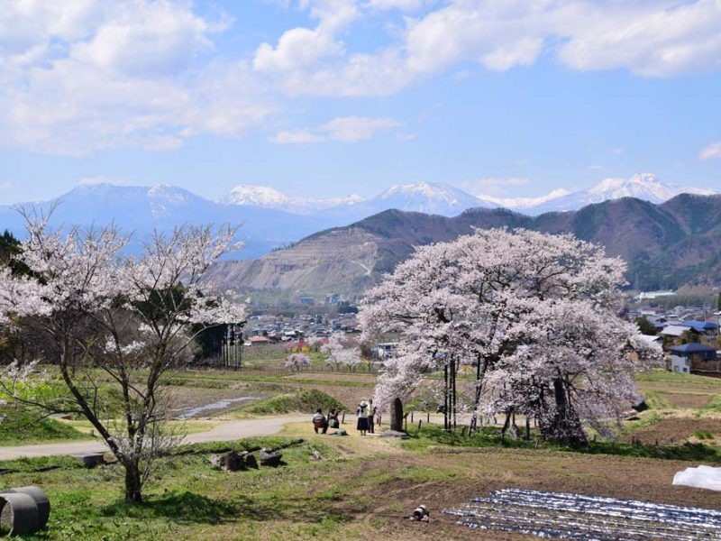When is the best time to see the cherry blossoms in Takayama Village, Nagano Prefecture?