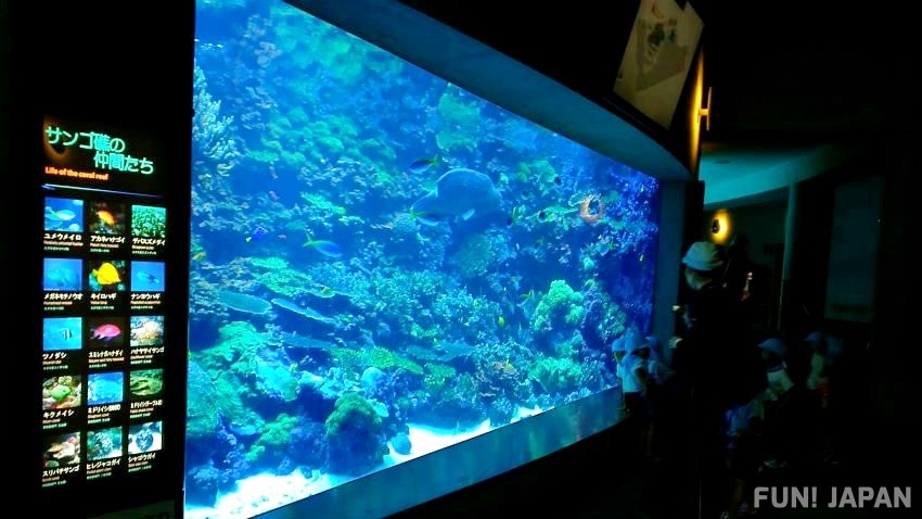 Umitamago Aquarium, the Art of Oita's Marine Life