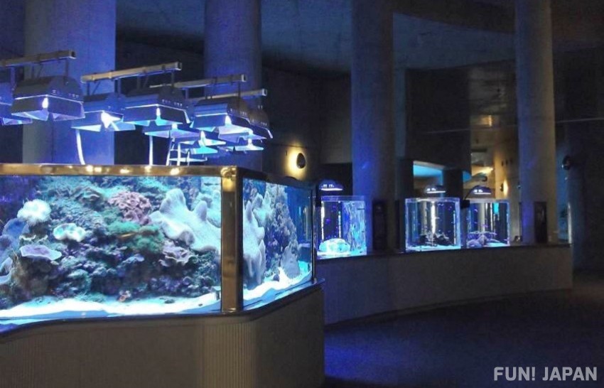 Umitamago Aquarium, the Art of Oita's Marine Life