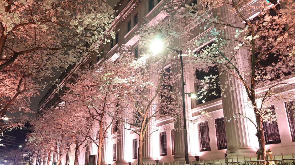 ดอกซากุระ