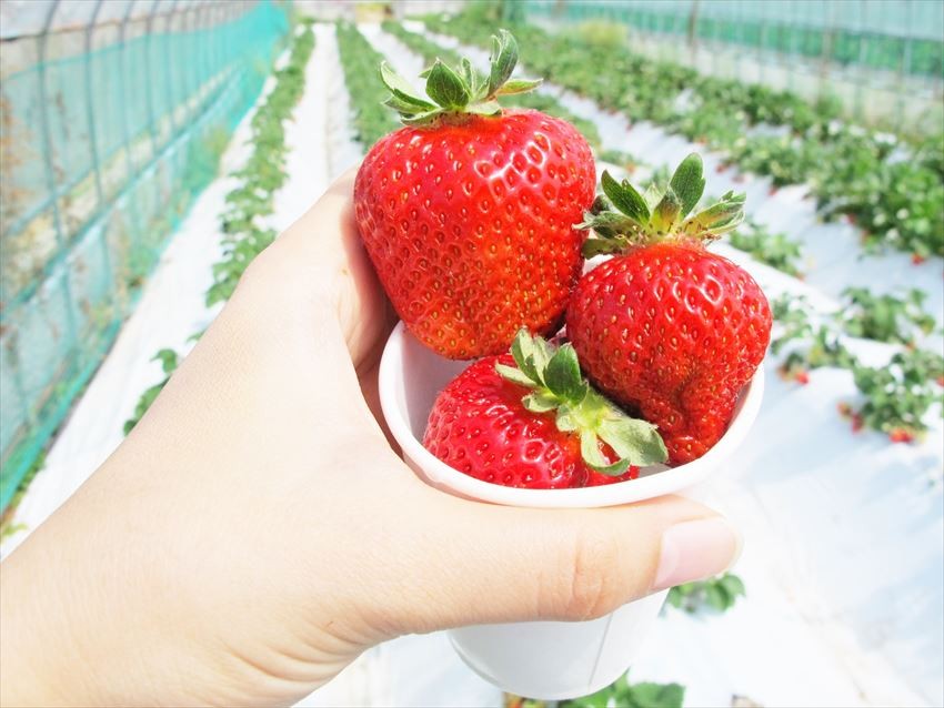 Japan-Fruits-Strawberry-06