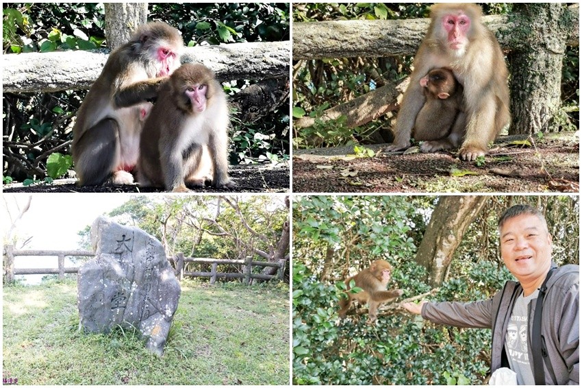 大堂山展望台遠眺柏島，人生首次餵食野生猴子就獻給大堂猿公園