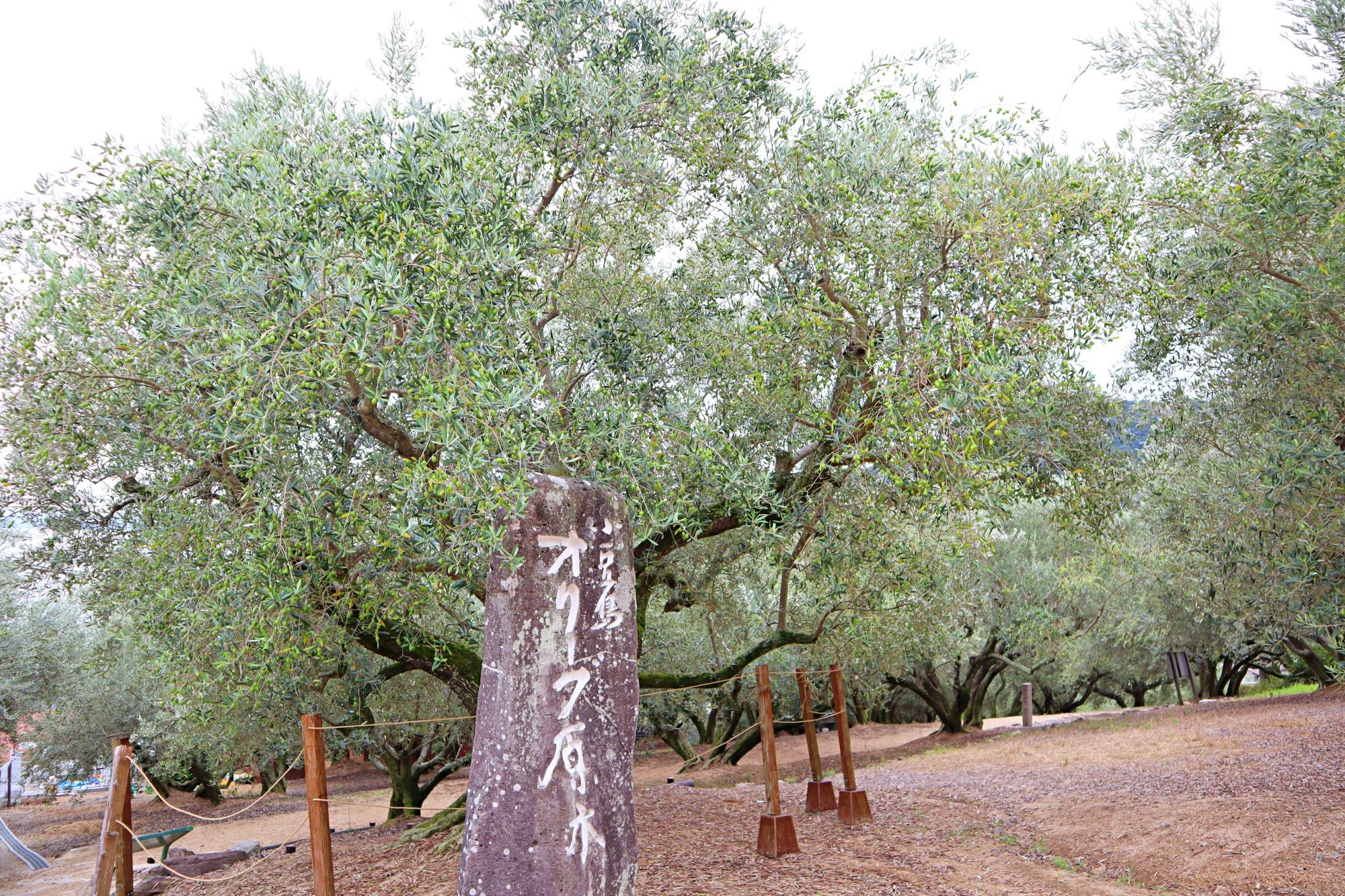 小豆島橄欖園