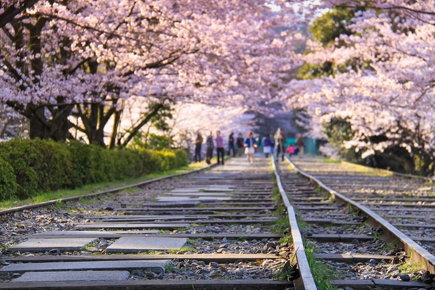 京都・櫻花與鐵道相遇的浪漫