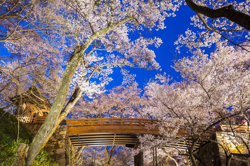 Interact with the Beauty of the Four Seasons of Nagano's Takato Castle Park