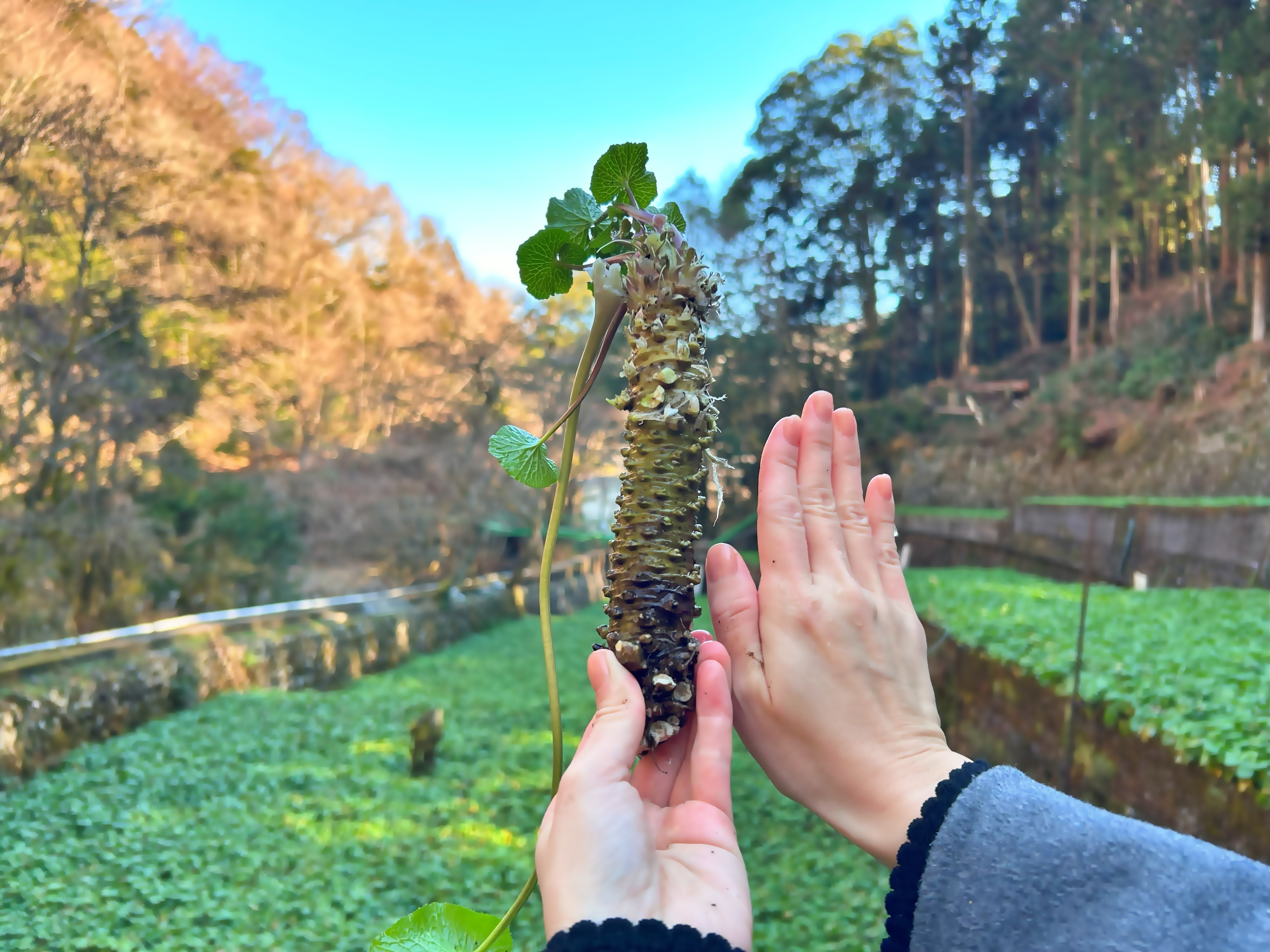 Takijiri Wasabi Garden