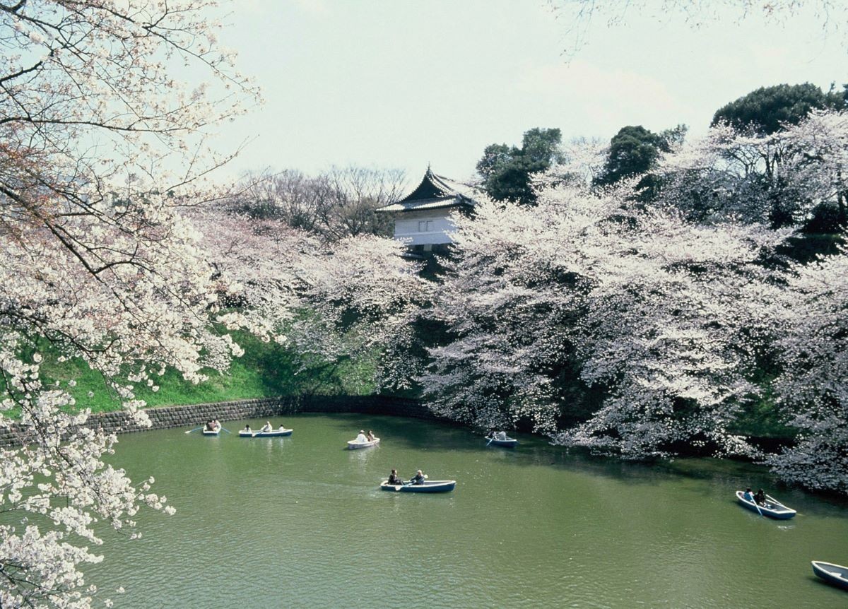 Hanami di Chidorigafuchi, Musim Semi, Tokyo