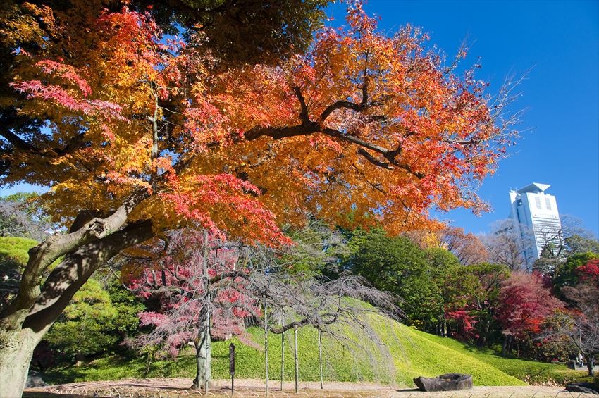 Koishikawa Korakuen được lấp đầy hoa anh đào trong mùa xuân