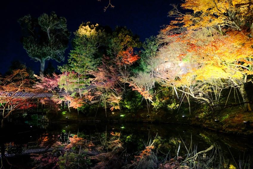 Kyoto’s most famous spot for viewing illuminated autumn foliage at night: Kodaiji Temple