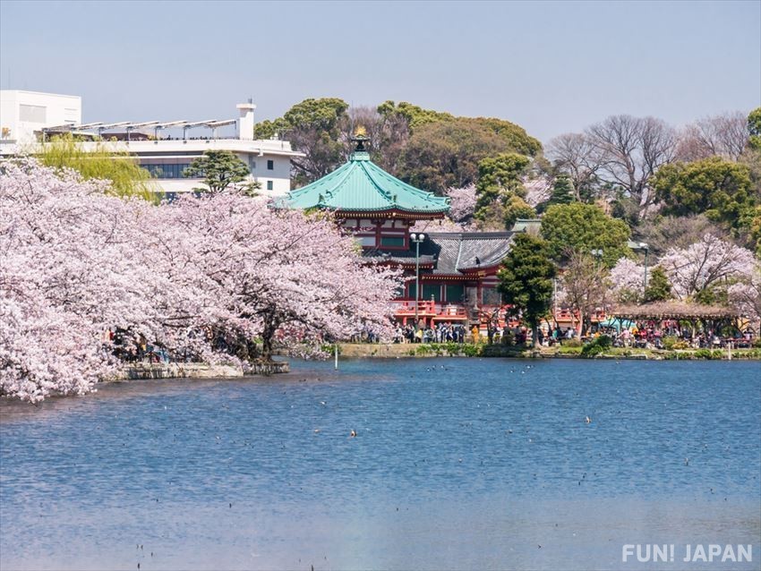 Ueno Park’s Sakura in Spring