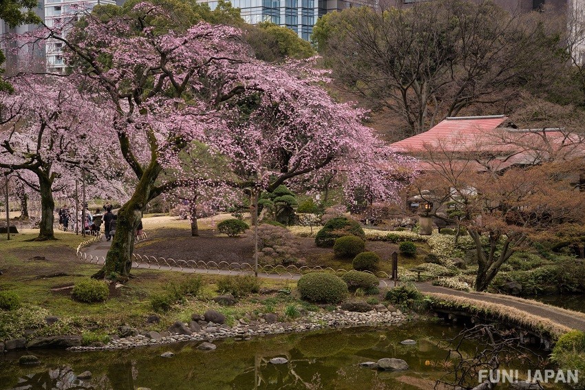 小石川後樂園嘅春天充滿櫻花