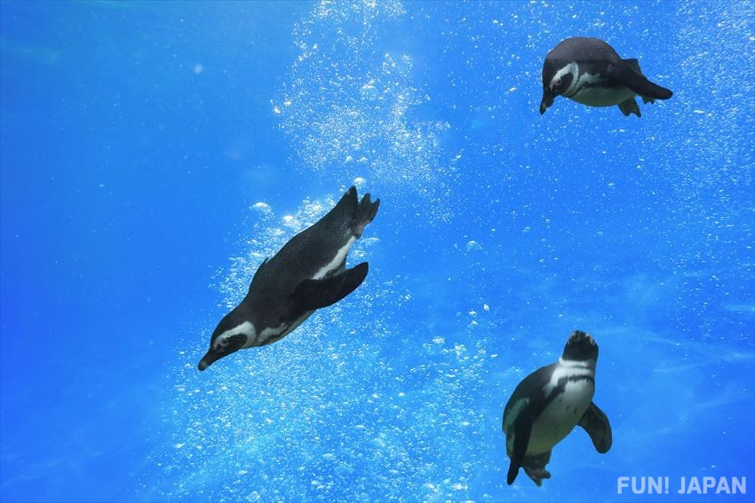 สระนกเพนกวินที่ใหญ่ที่สุดในญี่ปุ่นก็อยู่ที่ พิพิธภัณฑ์สัตว์น้ำสุมิดะในโตเกียว!